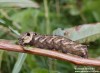 lišaj vrbkový (Motýli), Deilephila elpenor (Lepidoptera)
